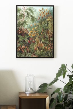 Mushroom Forest | Kuriosis