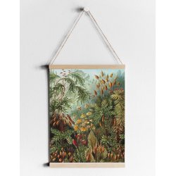 Mushroom Forest | Kuriosis