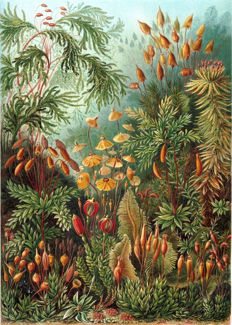 Mushroom Forest | Kuriosis