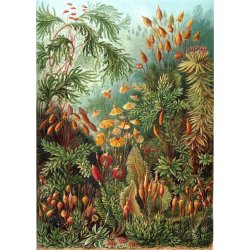 Mushroom Forest | Kuriosis