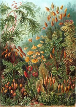 Mushroom Forest | Kuriosis