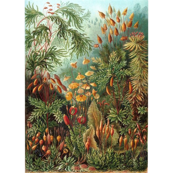 Mushroom Forest | Kuriosis