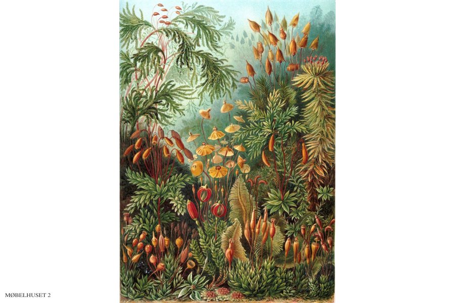 Mushroom Forest | Kuriosis